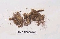 藏品(長朔苔)的圖片